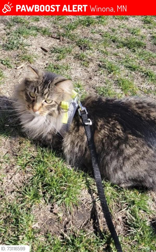 Lost Male Cat last seen Near west hair salon down the street by the golf course next to our hse, Winona, MN 55987