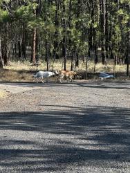 Found/Stray Female Dog last seen Lake Spokane Campground, Tumtum, WA 99034