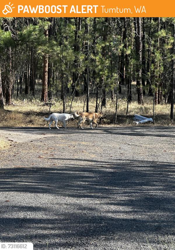 Found/Stray Female Dog last seen Lake Spokane Campground, Tumtum, WA 99034