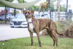 Shelter Stray Female Dog last seen Near Dorchester Road, North Charleston, SC, 2455 Remount Rd, North Charleston, SC 29406, USA