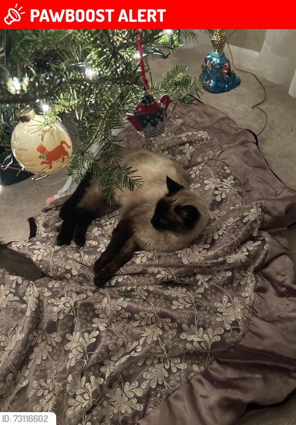 Lost Female Cat last seen New Amwell, Hillsborough Township, NJ 08844