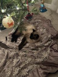 Lost Female Cat last seen New Amwell, Hillsborough Township, NJ 08844