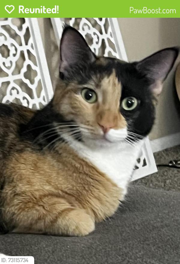 Reunited Female Cat last seen N Harrison Rd, Tucson, AZ 85748