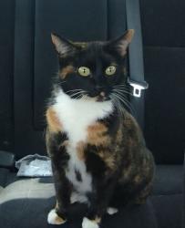Lost Female Cat last seen Shillington dr, Prince Creek, Harris County, TX 77450