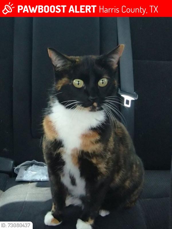 Lost Female Cat last seen Shillington dr, Prince Creek, Harris County, TX 77450