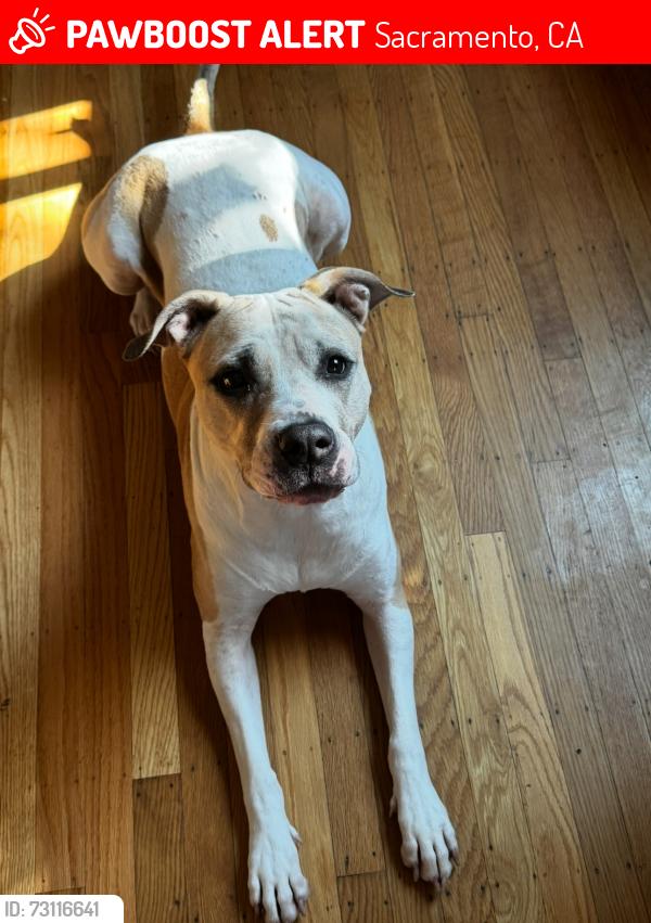 Lost Female Dog last seen Florin road, Sacramento, CA 95823