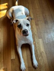 Lost Female Dog last seen Florin road, Sacramento, CA 95823