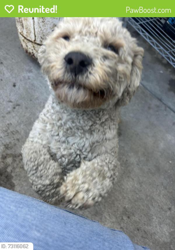 Reunited Male Dog last seen Alameda and naduea, Florence-Graham, CA 90255