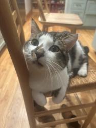 Lost Male Cat last seen SE Rusk Road, between 224 and Aldercrest, near Robhill ests, Milwaukie, OR 97222