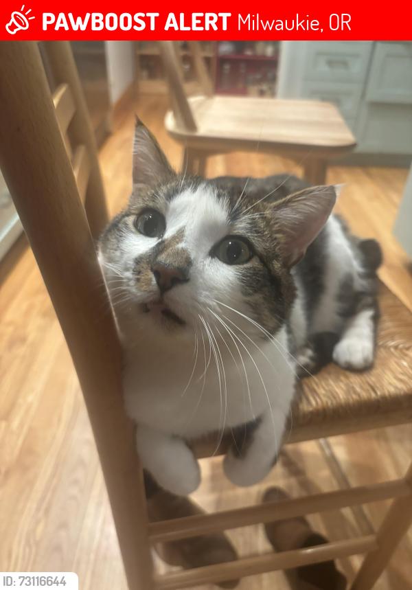 Lost Male Cat last seen SE Rusk Road, between 224 and Aldercrest, near Robhill ests, Milwaukie, OR 97222