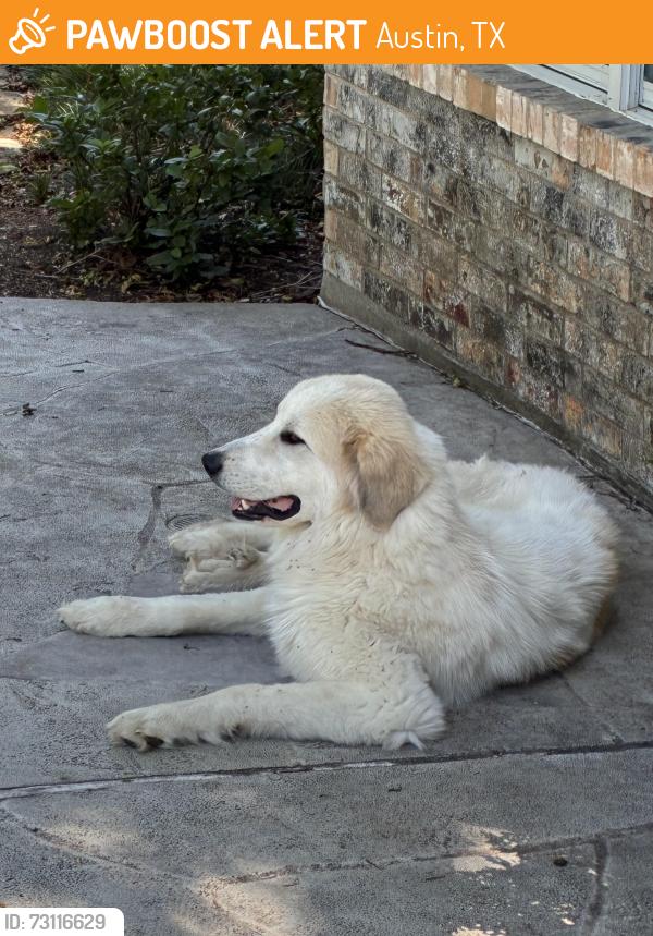 Found/Stray Unknown Dog last seen La plata loop and Lewis mountain dr, Austin, TX 78737