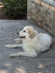 Found/Stray Unknown Dog last seen La plata loop and Lewis mountain dr, Austin, TX 78737
