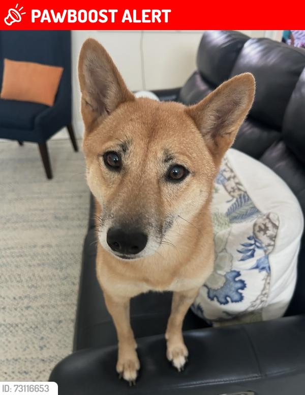 Lost Female Dog last seen Kings court, Royal Palm Beach, FL 33411
