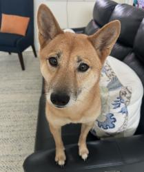 Lost Female Dog last seen Kings court, Royal Palm Beach, FL 33411