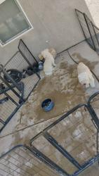 Reunited Male Dog last seen East J14, Lancaster, CA 93535, Lancaster, CA 93535
