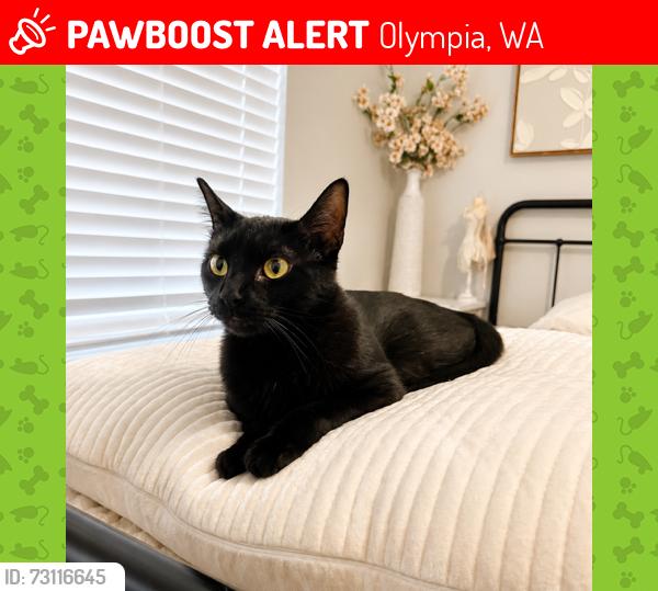 Lost Female Cat last seen 79th and Mazanita dr. NW, Olympia, WA 98502