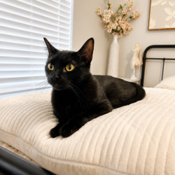 Lost Female Cat last seen 79th and Mazanita dr. NW, Olympia, WA 98502