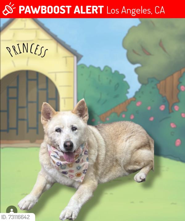 Lost Female Dog last seen Near Whittier Blvd Los Angeles, CA 90022 United States, Los Angeles, CA 90022