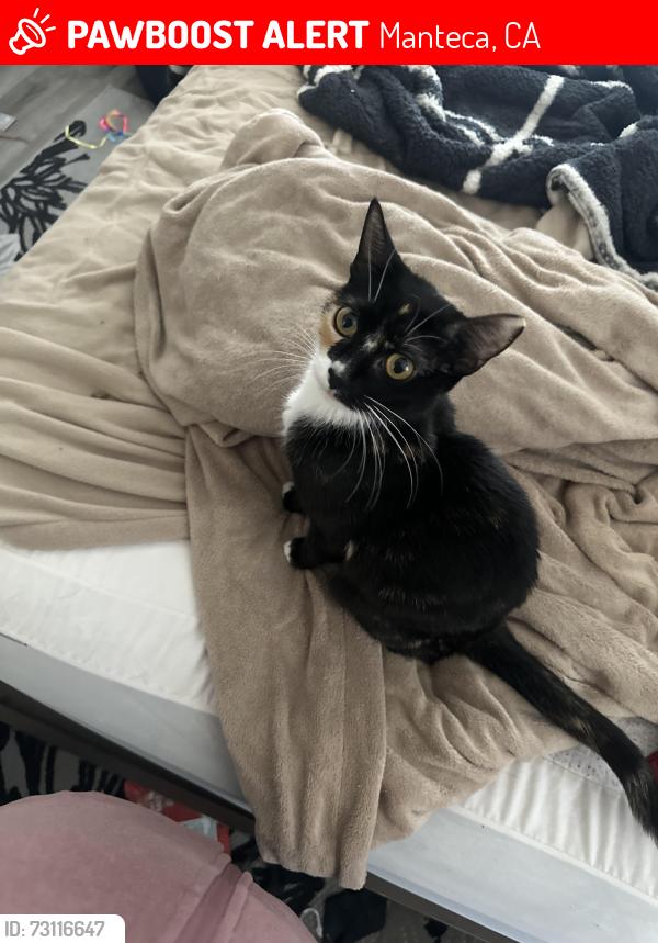 Lost Female Cat last seen Northgate, Manteca, CA 95336