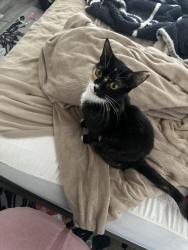 Lost Female Cat last seen Northgate, Manteca, CA 95336