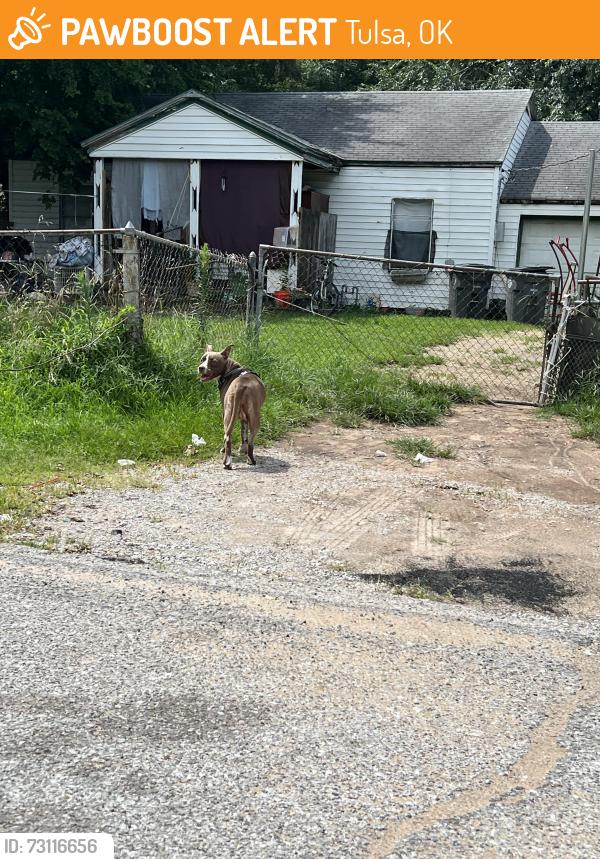 Found/Stray Female Dog last seen Philpott Park, Tulsa, OK 74107