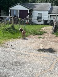 Found/Stray Female Dog last seen Philpott Park, Tulsa, OK 74107
