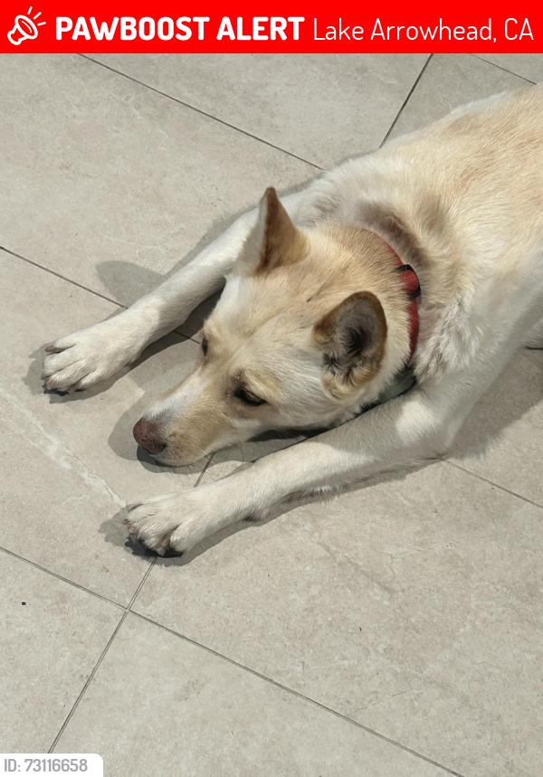 Lost Female Dog last seen Meadow Cove Ln, Lake Arrowhead, CA 92352