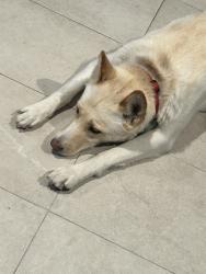 Lost Female Dog last seen Meadow Cove Ln, Lake Arrowhead, CA 92352