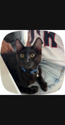 Lost Male Cat last seen Banner Park Community (Lindenberger Rd and Domenigoni Pkwy), Menifee, CA 92584