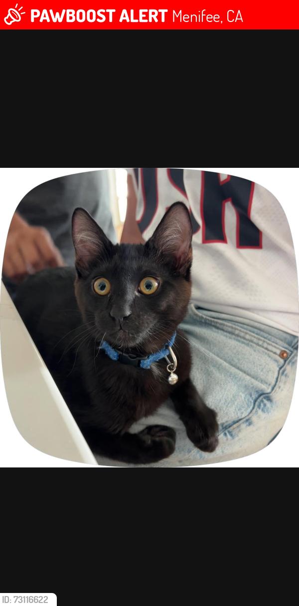 Lost Male Cat last seen Banner Park Community (Lindenberger Rd and Domenigoni Pkwy), Menifee, CA 92584