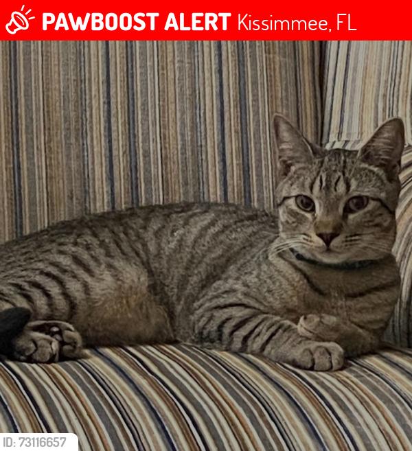 Lost Female Cat last seen Target Boulevard, Kissimmee, FL 34746