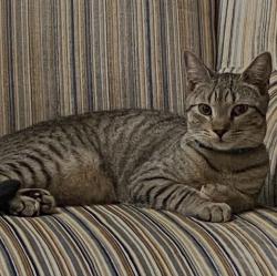 Lost Female Cat last seen Target Boulevard, Kissimmee, FL 34746