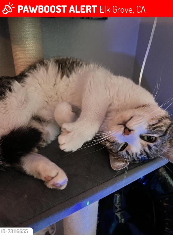 Lost Male Cat last seen Arthur C. Butler Elementary, Elk Grove, CA 95624