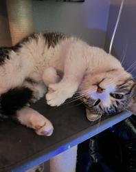 Lost Male Cat last seen Arthur C. Butler Elementary, Elk Grove, CA 95624