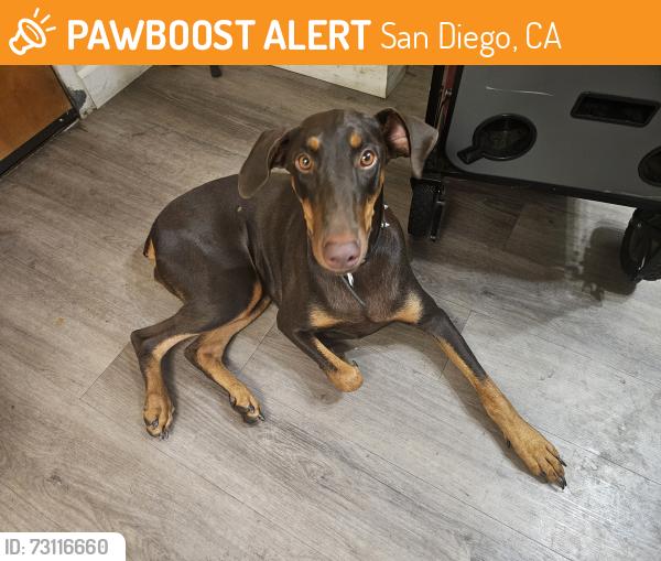 Found/Stray Female Dog last seen Downtown, San Diego, CA 92101