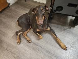 Found/Stray Female Dog last seen Downtown, San Diego, CA 92101