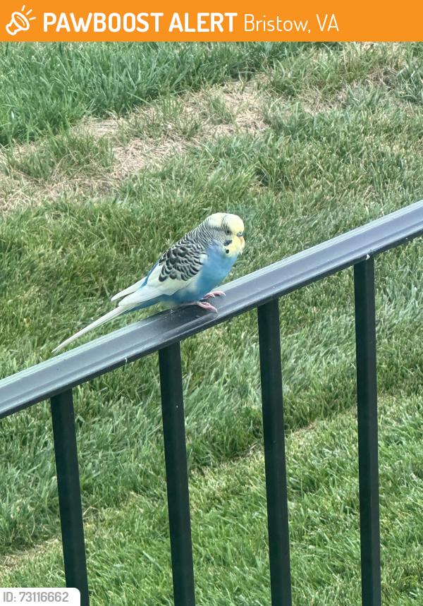 Found/Stray Unknown Bird last seen Victory Lakes, Bristow, VA 20136
