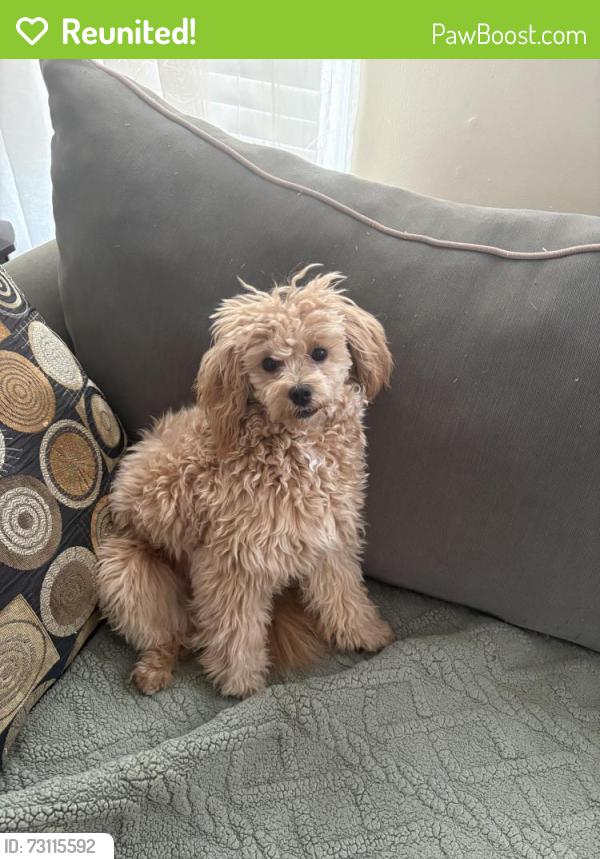 Reunited Female Dog last seen 101-175 Farmers Blvd, Jamaica, NY 11423, USA, Queens, NY 11423
