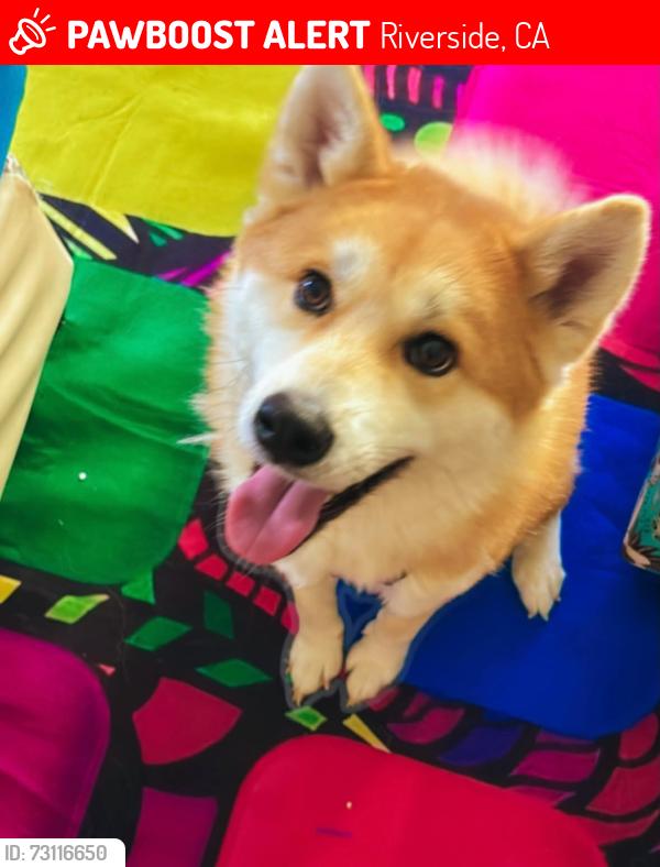 Lost Female Dog last seen Magnolia and Jefferson, Riverside, CA 92504