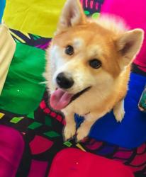 Lost Female Dog last seen Magnolia and Jefferson, Riverside, CA 92504