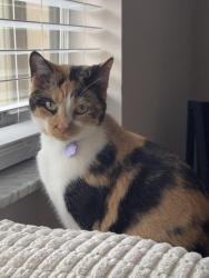 Reunited Female Cat last seen Near Tradewinds Terr, Fort Lauderdale, FL 33312