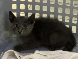 Shelter Stray Unknown Cat last seen Indian River Road, VIRGINIA BEACH, VA, 23464, 341 S Birdneck Rd, Virginia Beach, VA 23451, USA