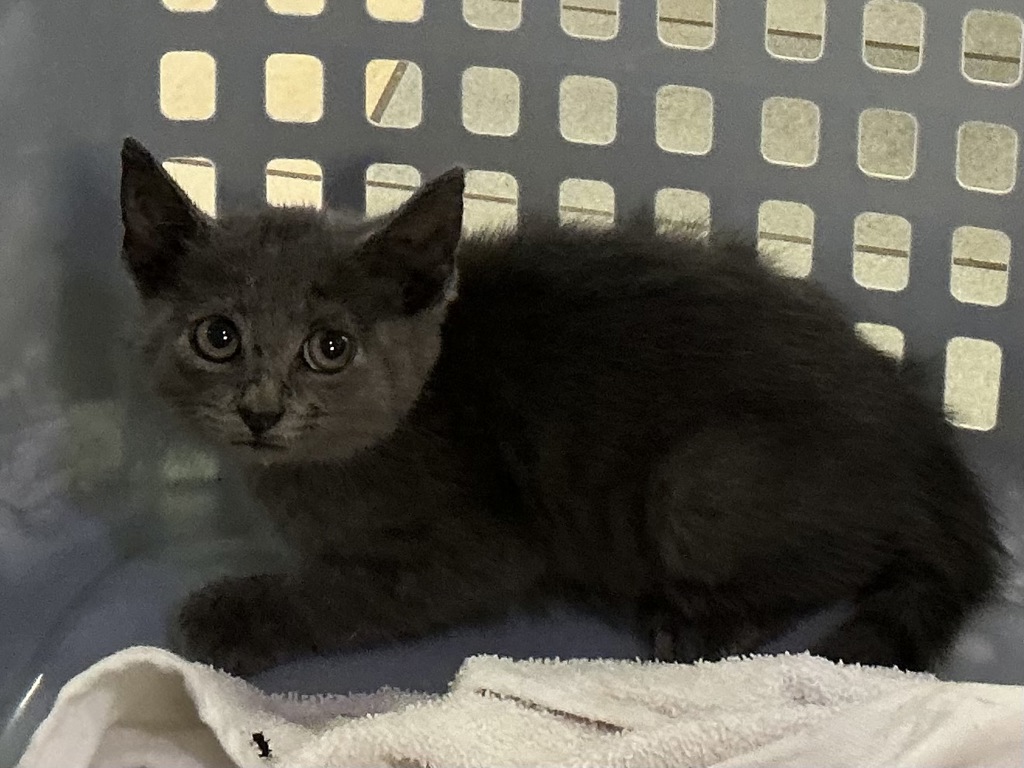 Shelter Stray Unknown Cat last seen Indian River Road, VIRGINIA BEACH, VA, 23464, 341 S Birdneck Rd, Virginia Beach, VA 23451, USA