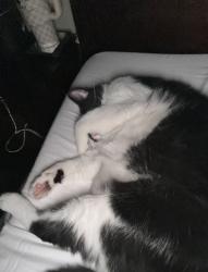 Reunited Male Cat last seen Ederville and Cooks Lane., Fort Worth, TX 76120
