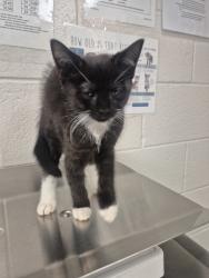 Shelter Stray Female Cat last seen found off of Newbern ave and Plainview dr, RALEIGH, NC, 27610, 820 Beacon Lake Dr, Raleigh, NC 27610, USA