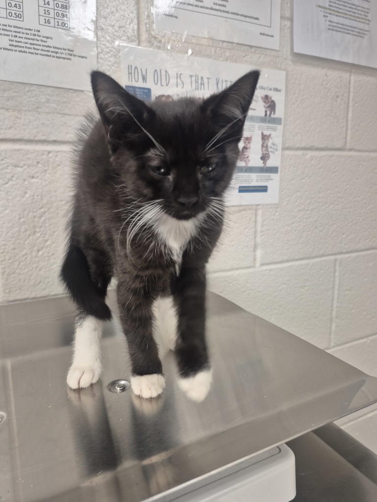 Shelter Stray Female Cat last seen found off of Newbern ave and Plainview dr, RALEIGH, NC, 27610, 820 Beacon Lake Dr, Raleigh, NC 27610, USA
