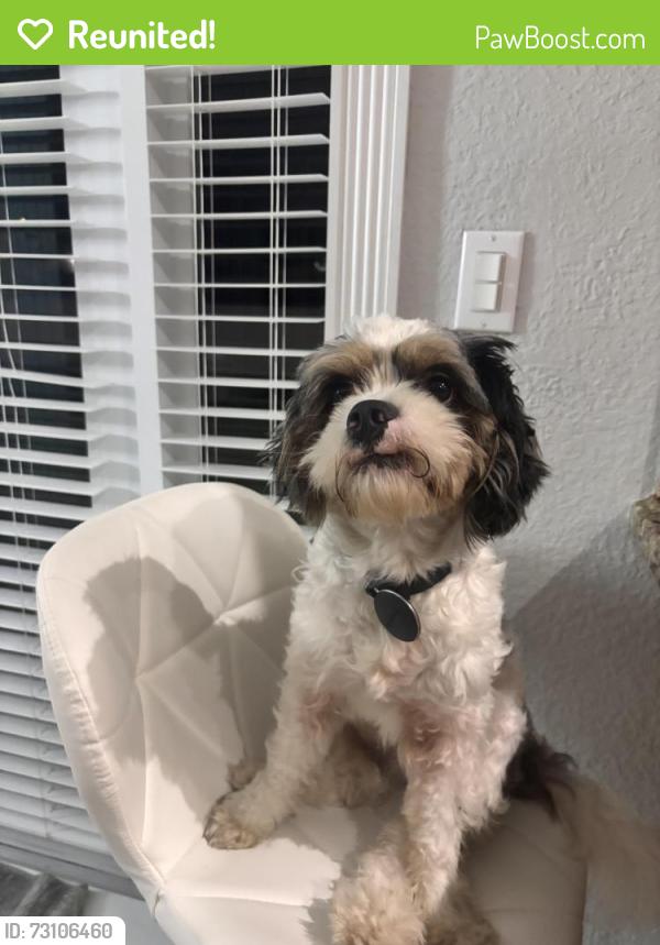 Reunited Male Dog last seen Near nw 62nd ave, Miami, FL 33126
