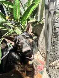 Reunited Female Dog last seen Golden Star, Riverside, CA 92506