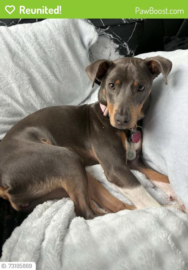 Reunited Female Dog last seen Snelling ave and Marshall ave, Saint Paul, MN 55104