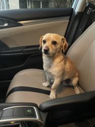 Reunited Male Dog last seen Santa fe, San Jacinto, CA 92583